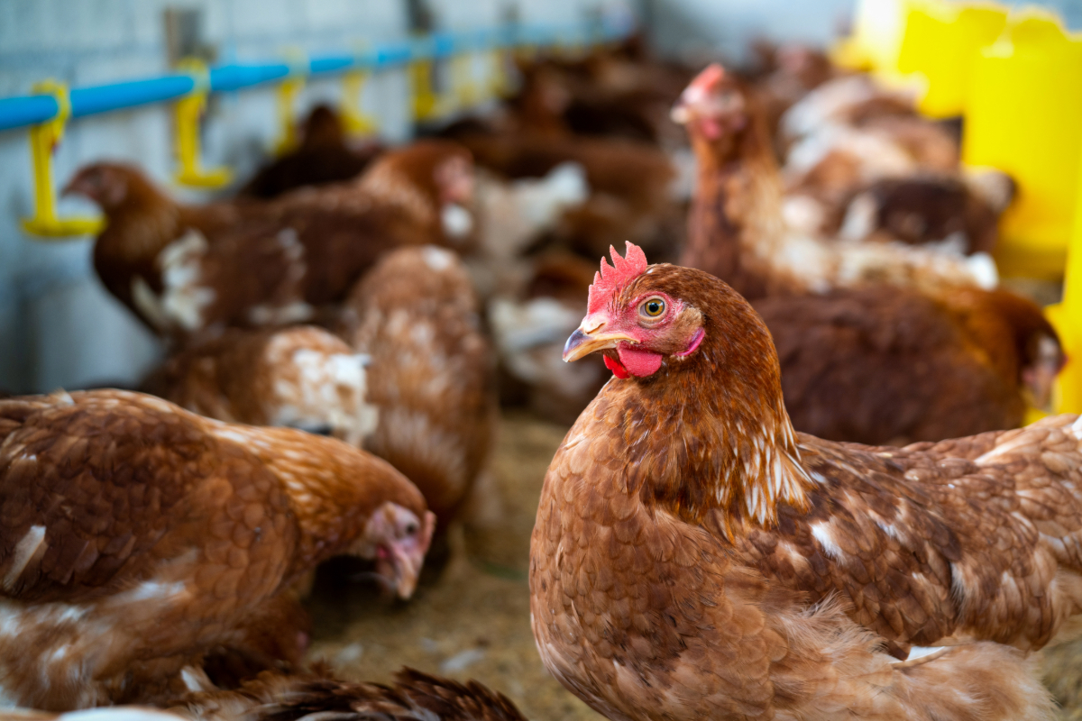 Granja em Montenegro, RS, afetada pelo surto de gripe aviária